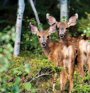 Two deer are standing in a forest, surrounded by trees. AI generated content