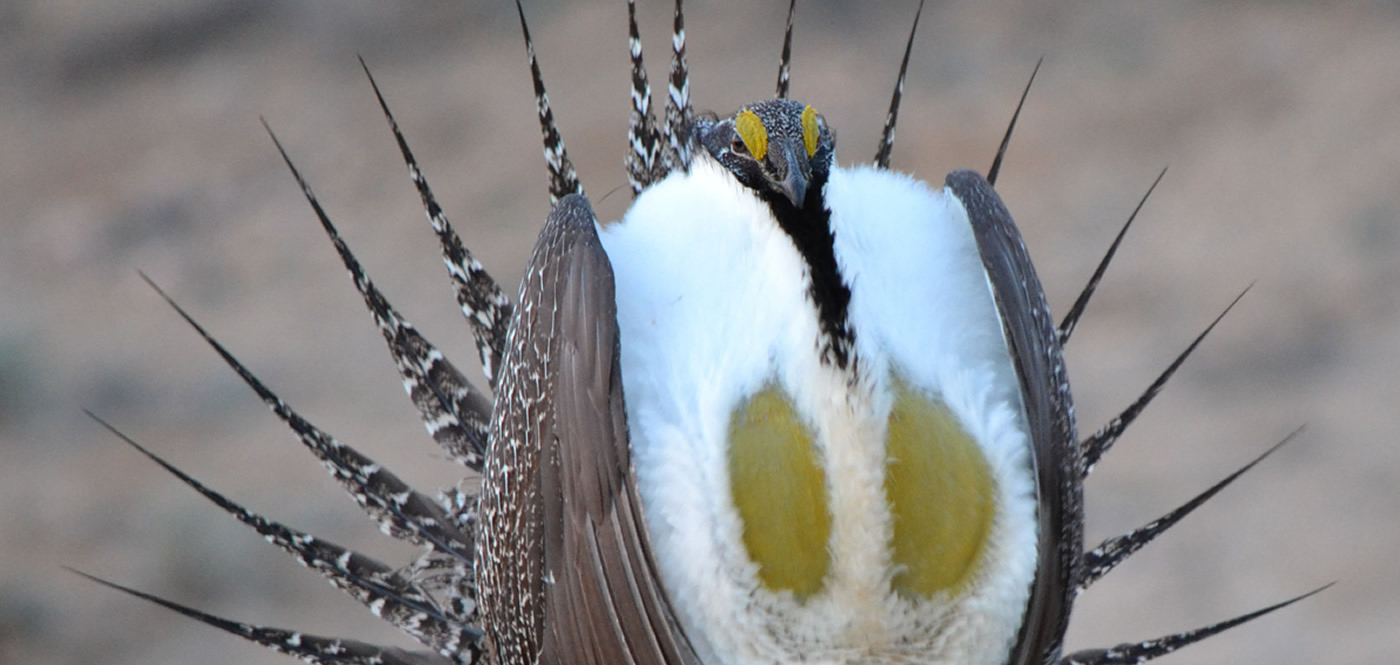 Wyoming Sage Grouse Carbon County WY