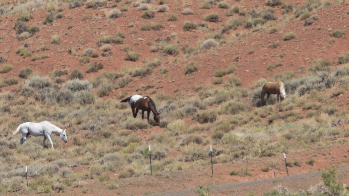 Adobe Town Horse Management Area